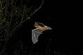 Pipistrellus pipistrellus in flight