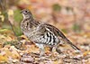 A brown, white, and gray bird with significant barring standing on leaves