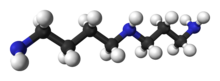 Ball and stick model of spermidine