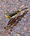 Gray wagtail Motacilla cinerea