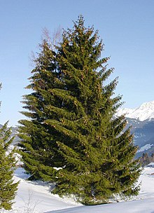 Parastā egle (Picea abies)