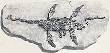 En 1870 illustration de l'holotype