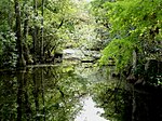 Marais des Everglades