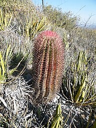 Plant growing in Luis Potosi