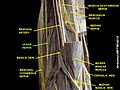 Ulnar nerve