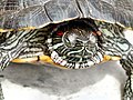 Trachemys scripta elegans