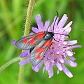 Zygaena viciae (Zygaeninae)