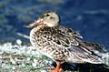 Northern shoveler Spatula clypeata