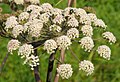 Angelica sylvestris