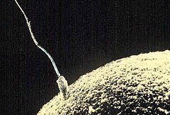 Description de l'image Sperm-egg.jpg.