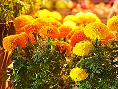 Tagetes erecta