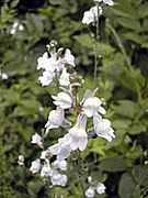 Linaria repens