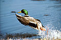 Mallard Anas platyrhynchos