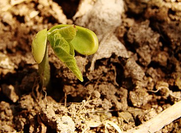 Seedling