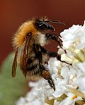 Åkerhumle (Bombus pascuorum) med pollenkurv med pollen på bakfoten