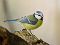 Eurasian blue tit Parus caeruleus