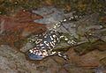 Salamandra no parque do Fontelo