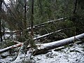 Tapani-myrskyn metsätuhoja Katariinanlaaksossa Turussa.