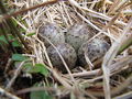 Nest in Enontekiö, Finland