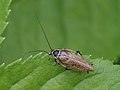 Die Dunkle Waldschabe (Ectobius sylvestris) eine der häufigsten und am weitesten verbreiteten Arten. Im Bild zu sehen ist ein Männchen. Die Art wird häufig mit der Gemeinen Waldschabe verwechselt.