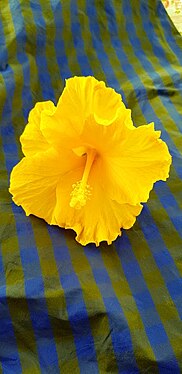 Gelbe Hibiskusblüte auf blauem Stoff