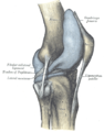 Capsule of right knee-joint (distended). Lateral aspect.