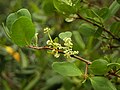 Mangle blanco (Laguncularia racemosa)