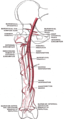 Femoral artery and its major branches - right thigh, anterior view.