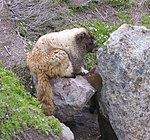 Grått murmeldjur (Marmota caligata)