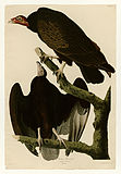 Turkey vulture (Cathartes aura)