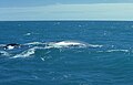 Blue Whale with calf; Ólafsvík, Iceland