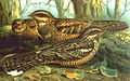 European nightjar Caprimulgus europaeus