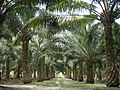 osmwiki:File:Oilpalm malaysia.jpg