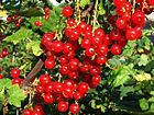 Сырх хъæлæрдзы (Ribes rubrum)