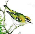 Common firecrest Regulus ignicapilla