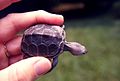 Baby diamondback terrapin