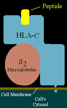 HLA-C.png