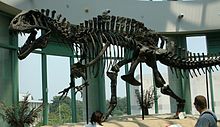 Acrocanthosaurus skeleton (1).jpg