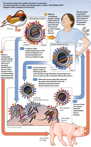 Antigenic shift, by the National Institute of Allergy and Infectious Diseases (vectorized by Mouagip)