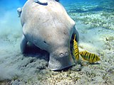 Doejong (Dugong dugong)