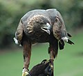 Golden eagle Aquila chrysaetos