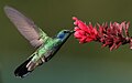 Beija-Flor Colibri thalassinus, no Panamá.