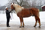 Un cheval de race finlandaise à la robe alezan, porteur du gène flaxen qui donne les crins lavés.