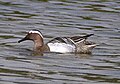 Garganey Spatula querquedula