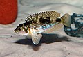 A shell-brooding cichlid of the genus Lamprologus from Lake Tanganyika in East Africa