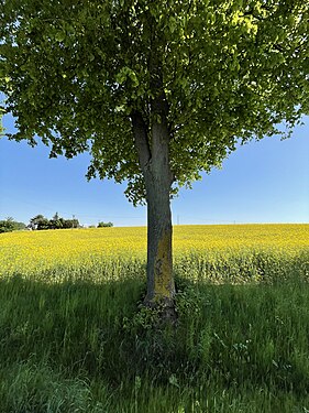 Rape field and tree in Poland