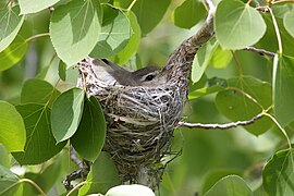 On nest, Ruby Mountains, Nevada