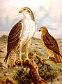 Bonelli's eagle Aquila fasciata