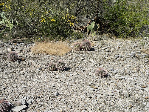 F. recurvus habitat in Zapotitlan De Las Salinas, Puebla