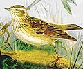 Wood lark Lullula arborea